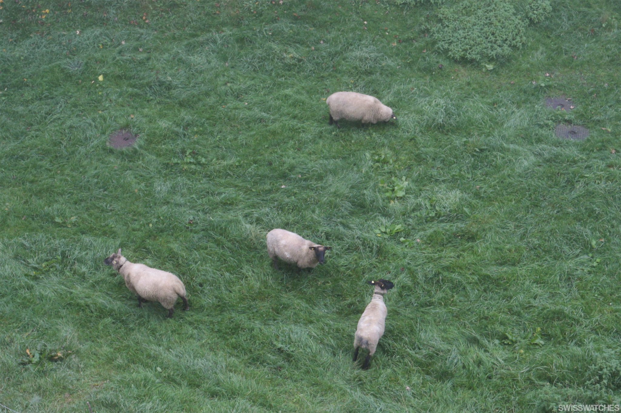 Sheep-at-Piaget-Maufacture-in-La-Cote-Aux-Fees