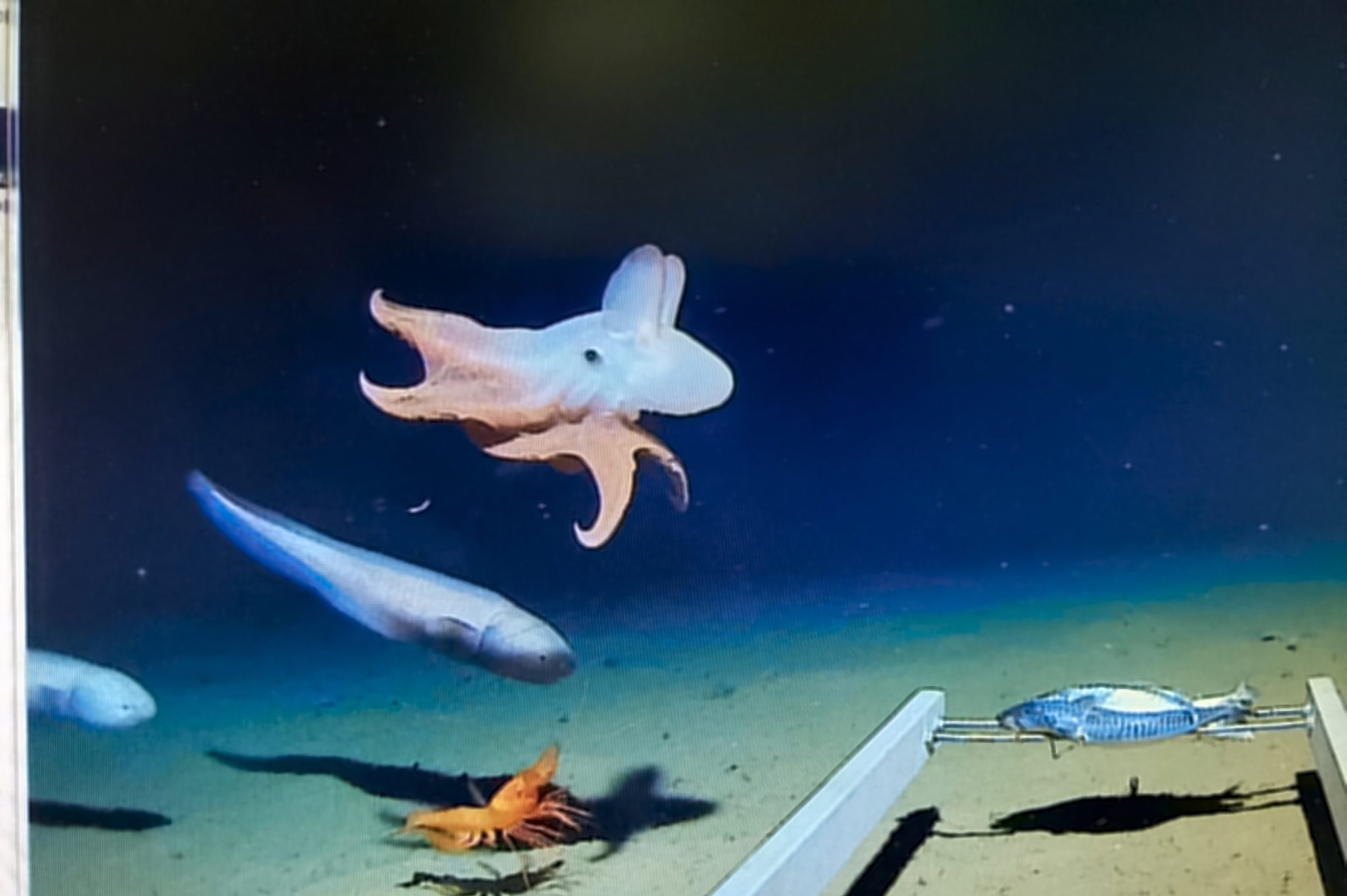 Dumbo-Octopus-Java-Trench