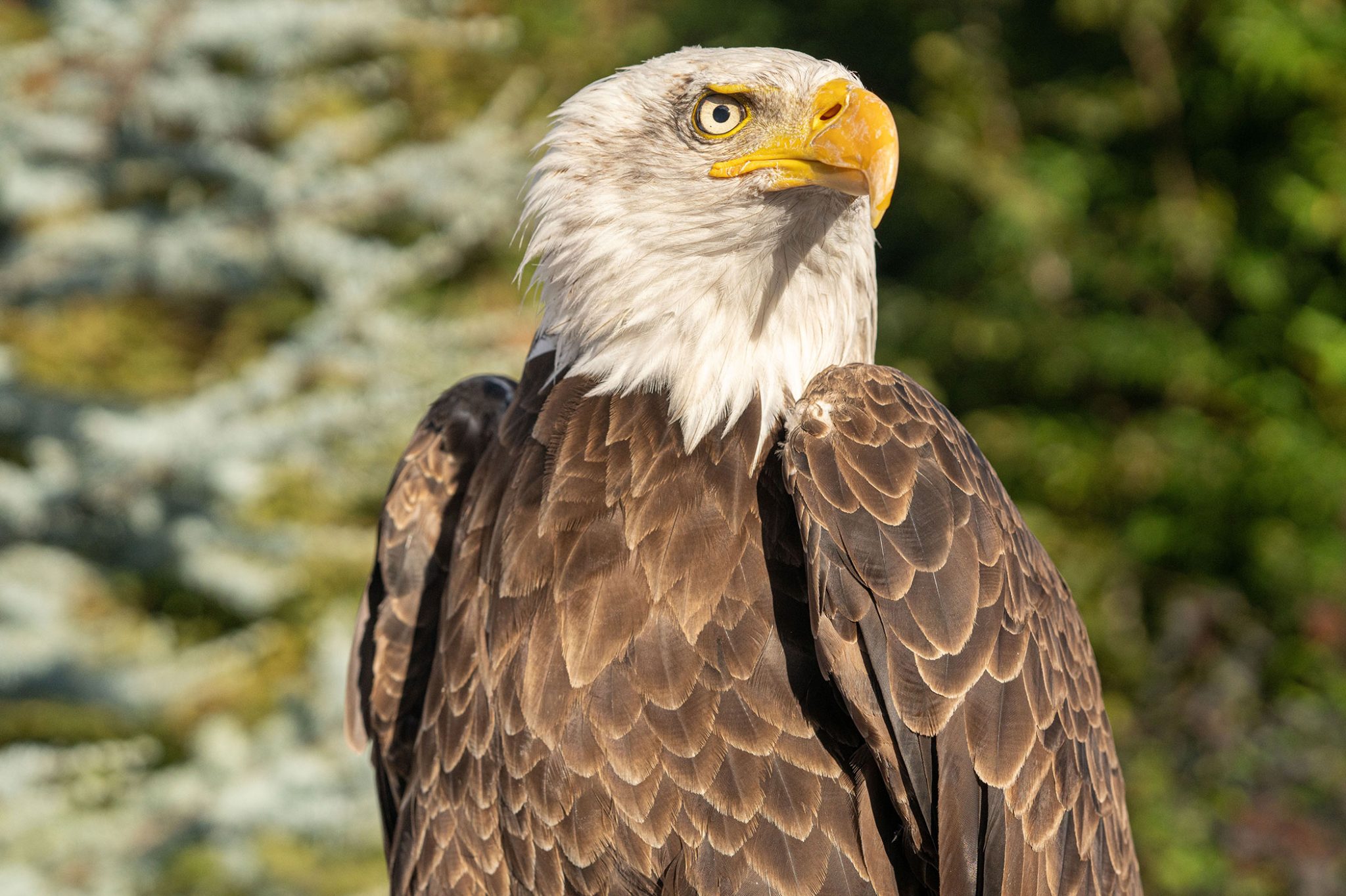 alpine-eagle-foundation-white-tailed-eagle