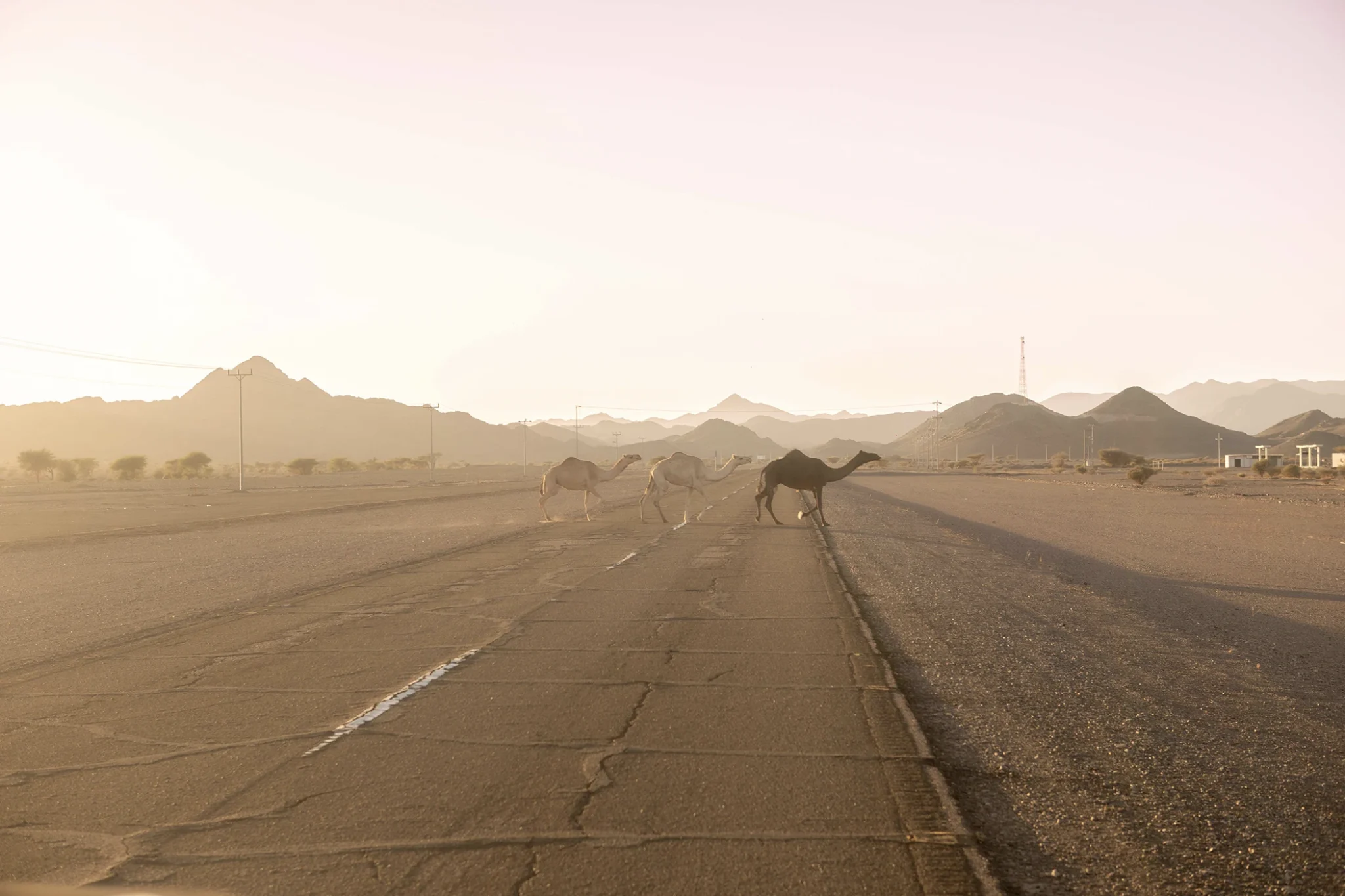 a-camel-family-on-the-open-road